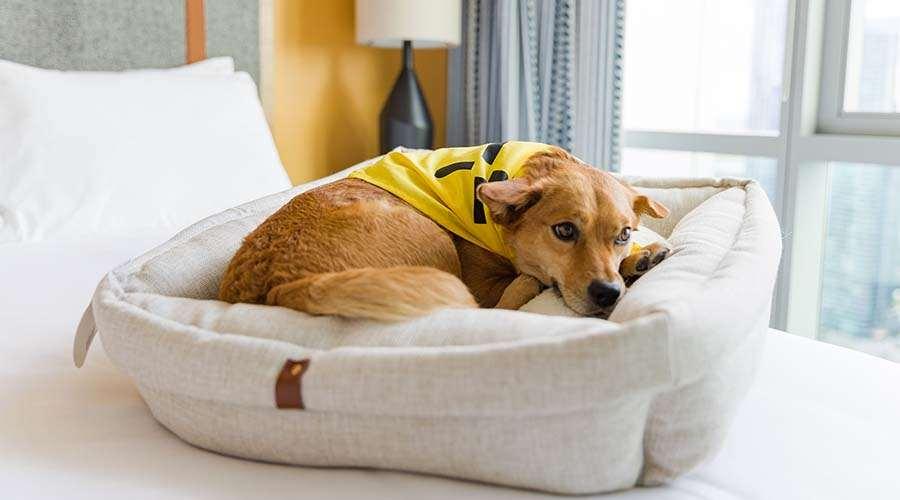 Sentral Michigan Avenue Aparthotel Chicago Amenities photo A dog in a dog bed